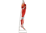 نموذج تشريح عضلات الساق PVC مع الأوعية الرئيسية للأعصاب للتدريب