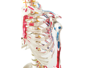تدريب تشريح الهيكل العظمي لطلاء PVC مع العضلات والأربطة