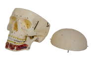 نموذج جمجمة للبالغين مع عصب وشريان لتدريب كلية الطب