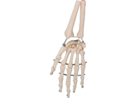 مادة PVC نموذج عظم اليد البشرية ثلاثي الأبعاد للتدريب الطبي