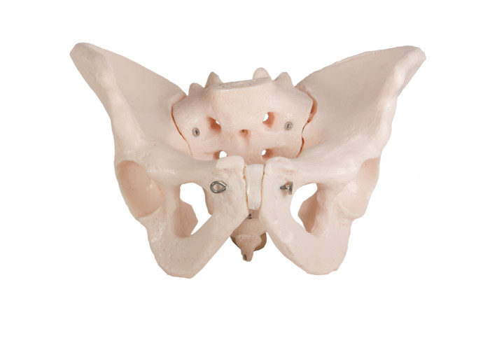 نموذج تشريح جسم الإنسان مرسومة باليد مع اثنين من الذكور الحوض إليوم
