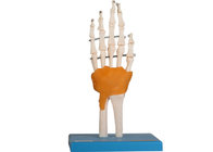 التعليم التدريب نموذج تشريح الإنسان الكوع الورك الركبة مفصل القدم مع الرباط