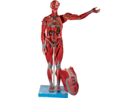 نموذج تشريح عضلات الإنسان الداخلي للذكور PVC لتدريب كلية الطب