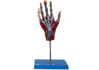 نموذج تشريح اليد في المدرسة مع الأوعية الرئيسية للعضلات الأعصاب