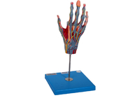 نموذج تشريح اليد في المدرسة مع الأوعية الرئيسية للعضلات الأعصاب