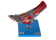 نموذج تشريح عضلات القدم مع الأوعية الدموية