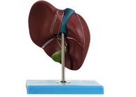عرض 22 موضعًا نموذج الكبد PVC للتدريب الطبي 0.94 كجم