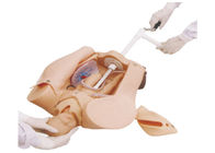 لينة وسادة الطفل محاكي الولادة ليوبولد مناورة، نماذج التدريب الطبي