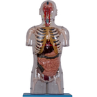 نموذج التشريح البشري الواقعي PVC الطلاء مع الأعضاء الداخلية