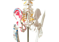 تدريب تشريح الهيكل العظمي لطلاء PVC مع العضلات والأربطة