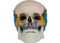 التلوين تشريح PVC الكبار الجمجمة العظام نموذج التدريب المدرسي