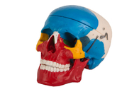 جمجمة تشريحية بلاستيكية باللون الأزرق والأحمر لتدريب كلية الطب