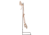 Realisctic Arm Parts Collar Bone Bone Human Anatomy Model ISO 45001
