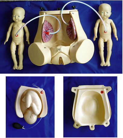 محاكاة الولادة الطبيعية مع المشيمة الجنين لمظاهرة مهارات التوليد
