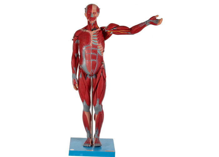 الثقيلة والعالية الذكور نموذج تشريحي العضلات البلاستيكية مع الأعضاء الداخلية