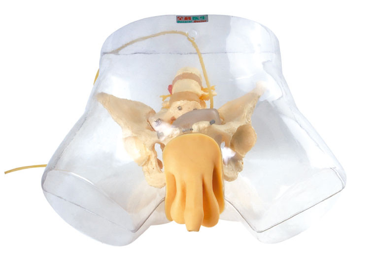 Medical Model Nursing Manikin , Transparent Male Urethral Catheterization Simulator