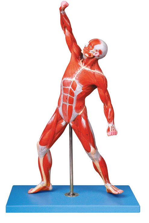 Muscles of Male Anatomy Model  69 positions display traing model
