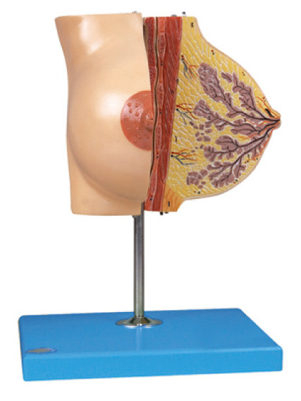 Anatomy Breast Model about Mammary Gland in Resting Period for Hospital Training