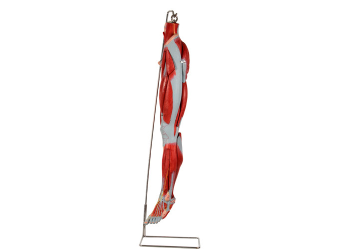 نموذج تشريح عضلات الساق PVC مع الأوعية الرئيسية للأعصاب للتدريب