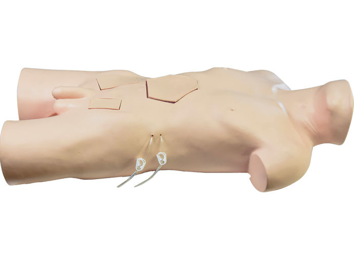 نموذج تدريب جراحة الجذع PVC لتدريب كلية الطب