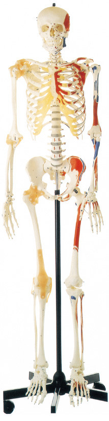 تعزيز هيكل عظمي بشري مع نموذج تشريح بشري للعضلات المطلية من جانب واحد