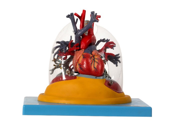 نموذج تشريح الإنسان الرئة والقصبة الهوائية والشعب الهوائية شفافة مع القلب