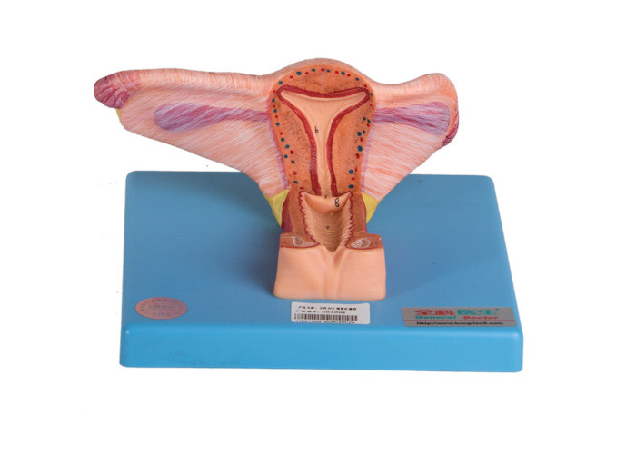 يُظهر نموذج الأعضاء التناسلية الداخلية للإناث القسم التاجي للمبيض والحالب