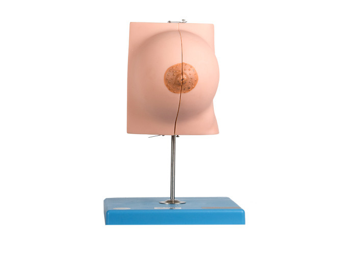 نموذج تشريح الثدي في المستشفى مع جزئين في فترة الراحة