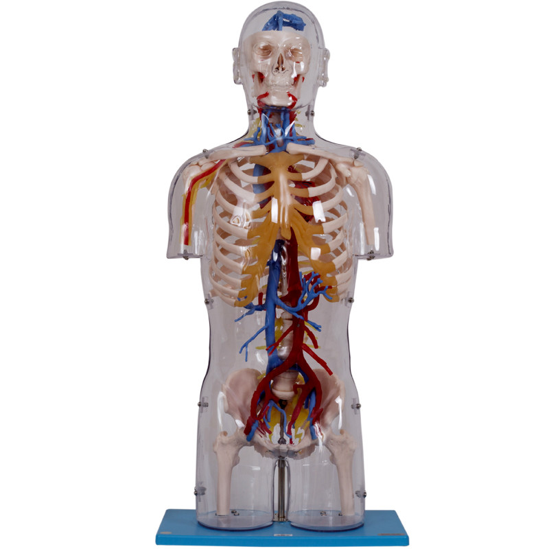 نموذج تشريح جسم الإنسان الشفاف مع الهياكل العصبية والأوعية الدموية