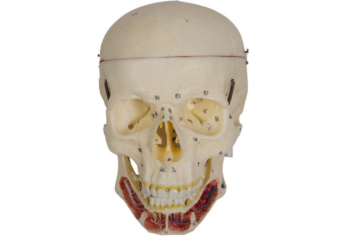 نموذج جمجمة للبالغين مع عصب وشريان لتدريب كلية الطب